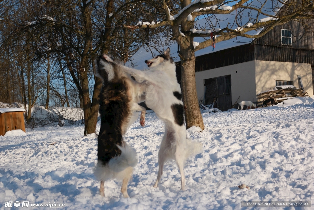 狼