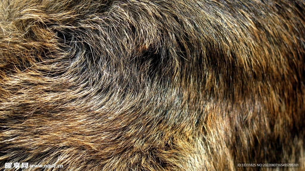 狼