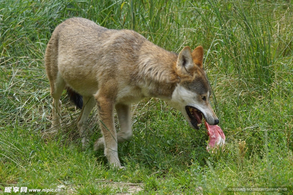 狼