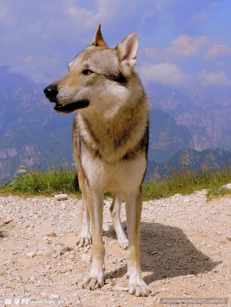 狼