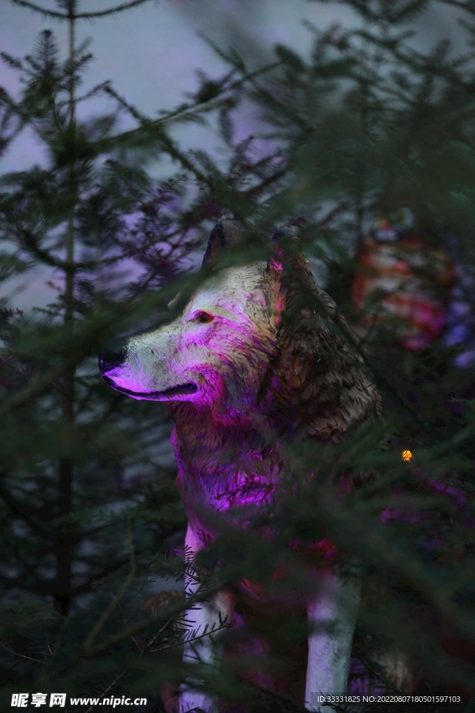 狼