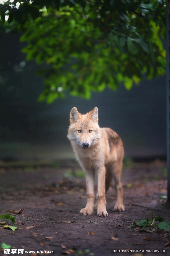 狼