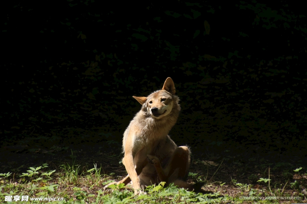 狼
