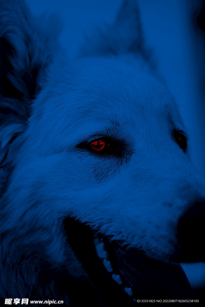狼