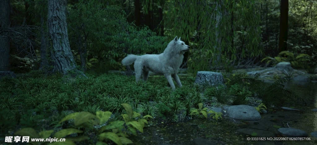 狼