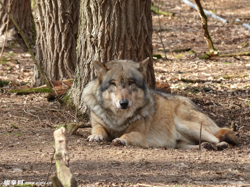 狼
