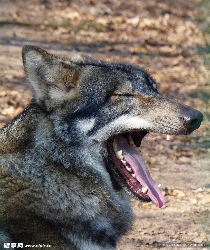 狼