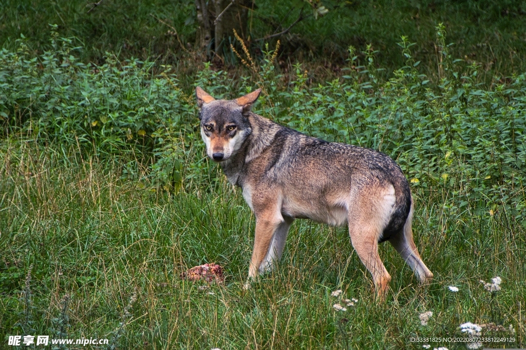 狼