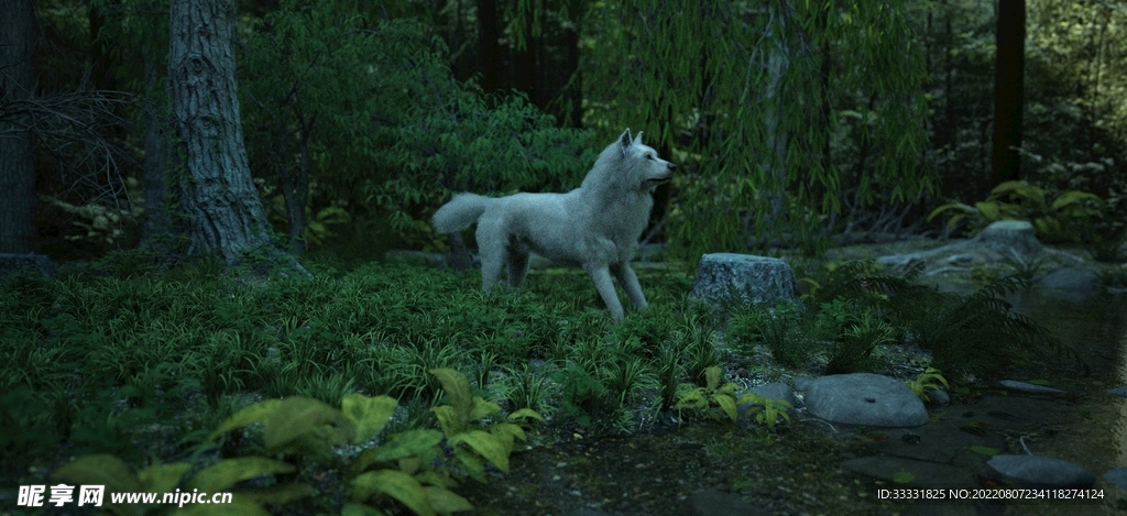 狼