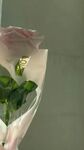 玫瑰花壁纸