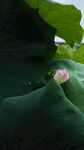 荷花 莲  绿色