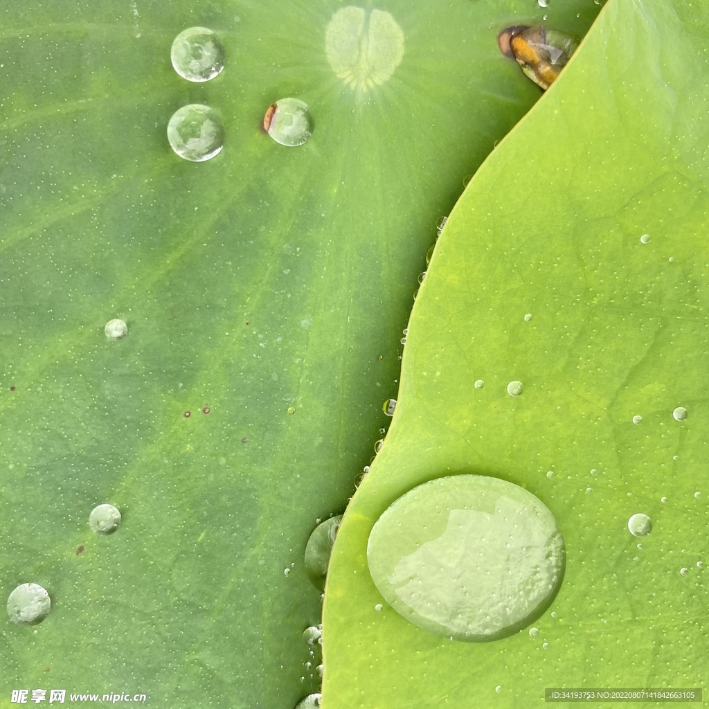 清新 绿色 荷叶 水珠 