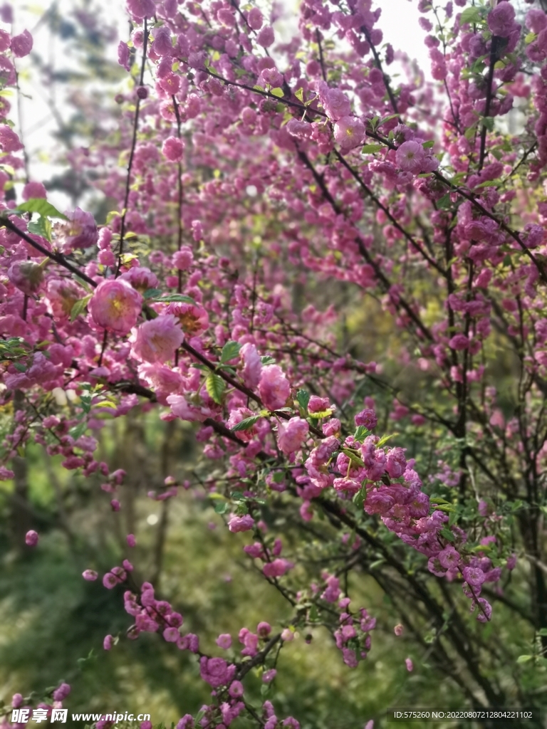 春暖花开