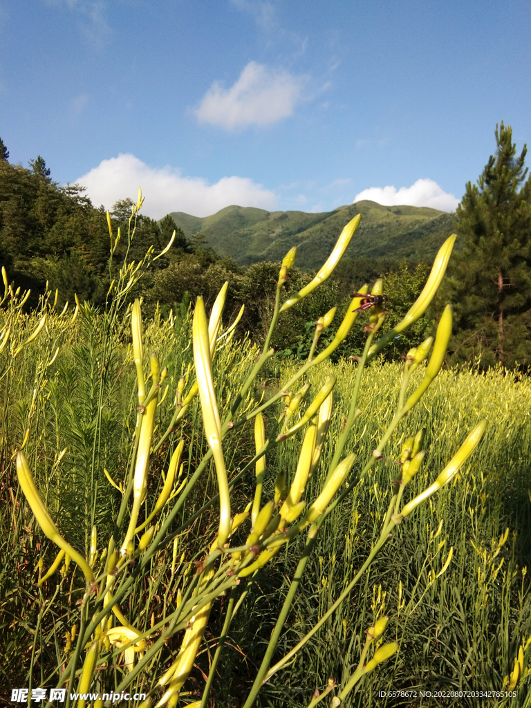 黄花菜