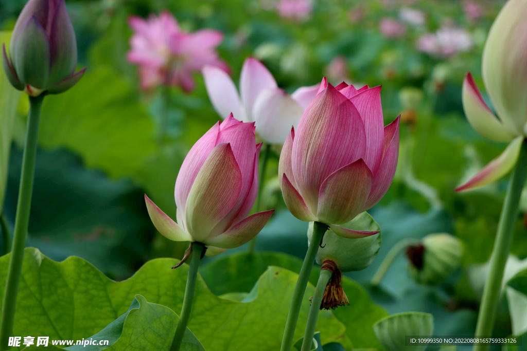 莲花花苞