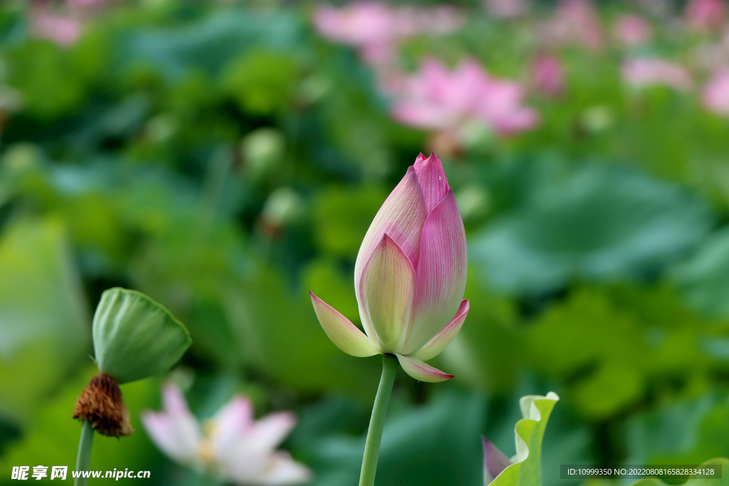 莲花花苞