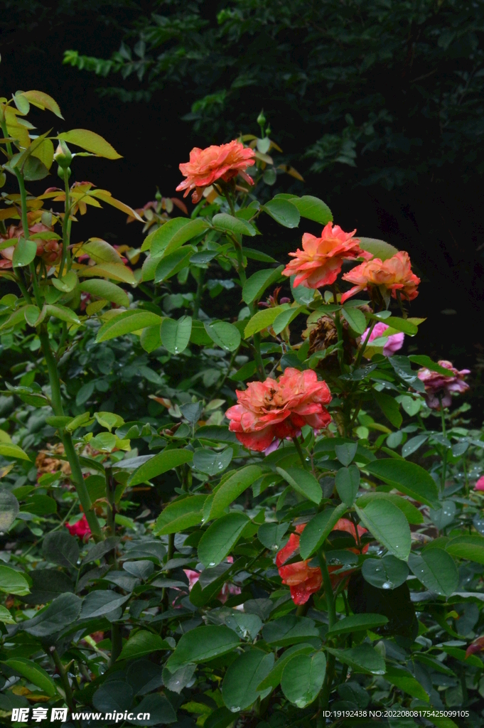 月季花