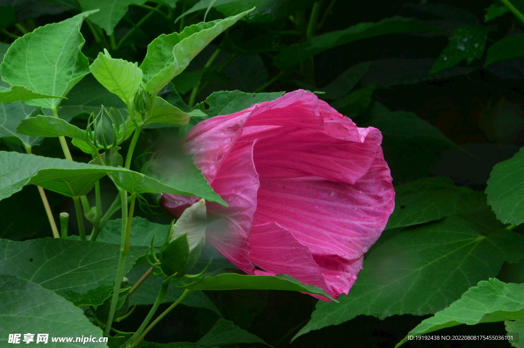 芙蓉葵 