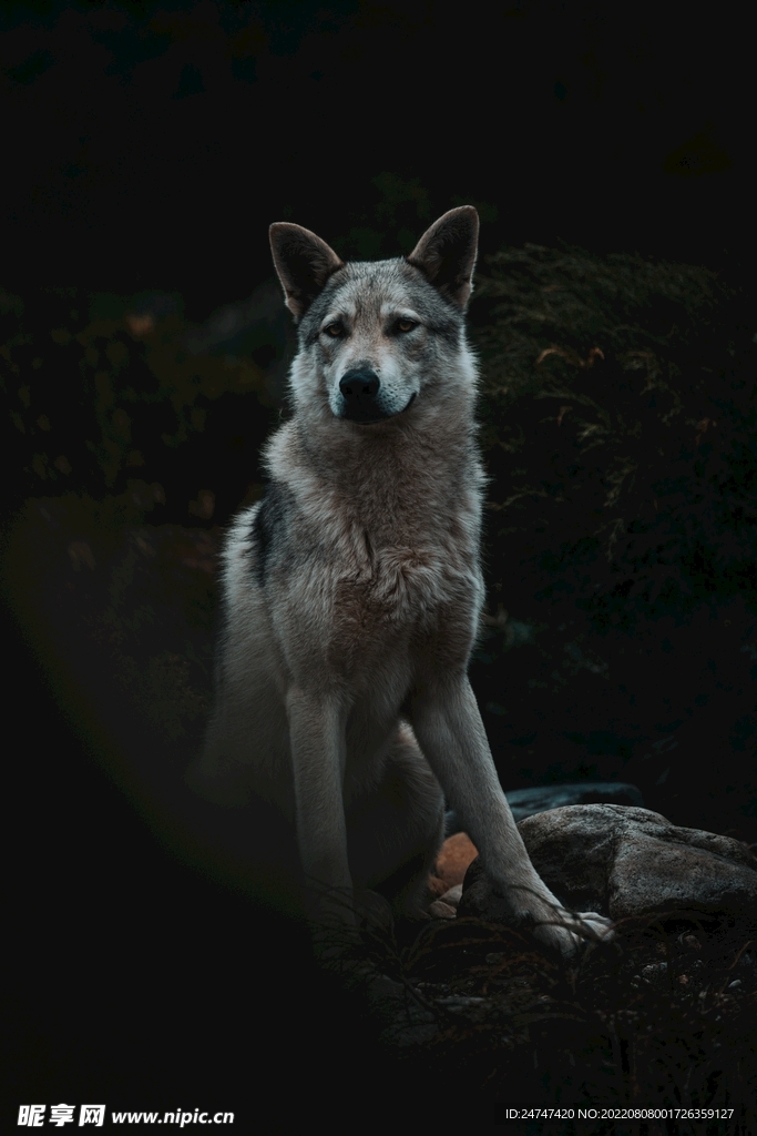 狼
