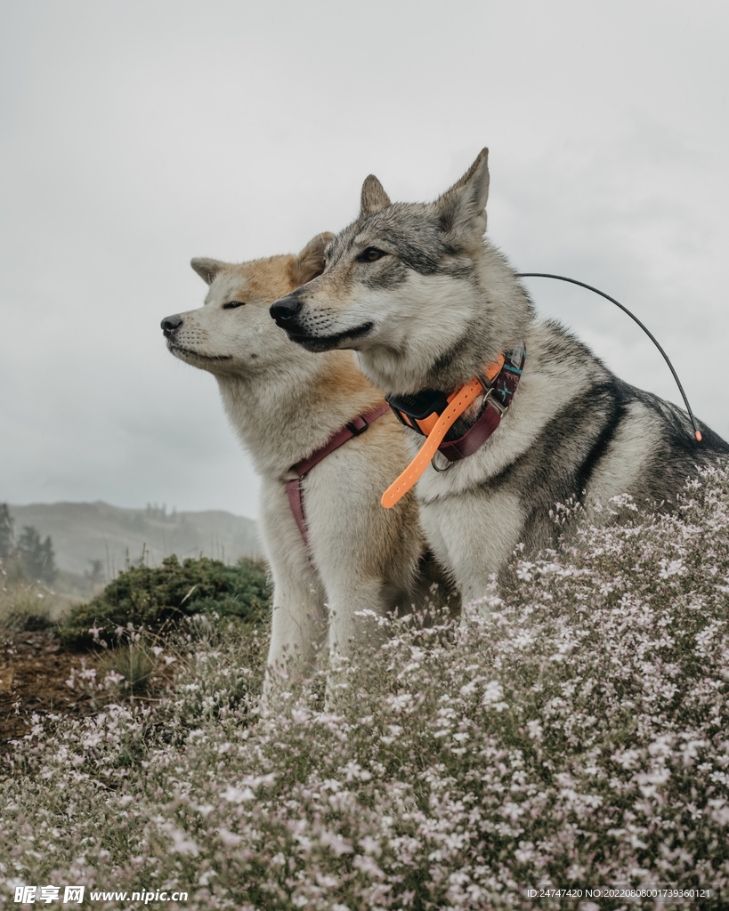 狼