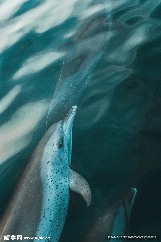 海豚