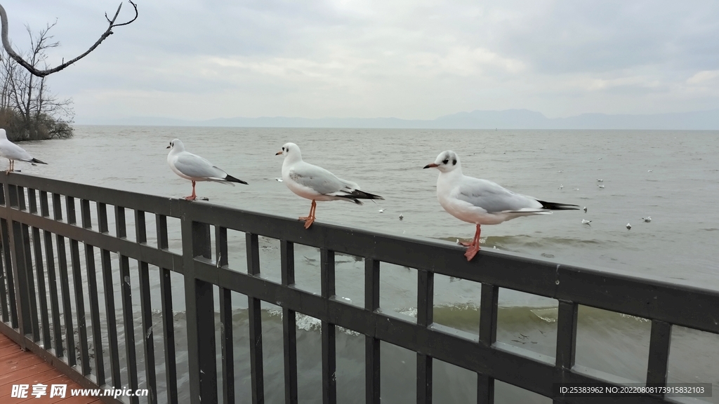 红嘴鸥 海鸥