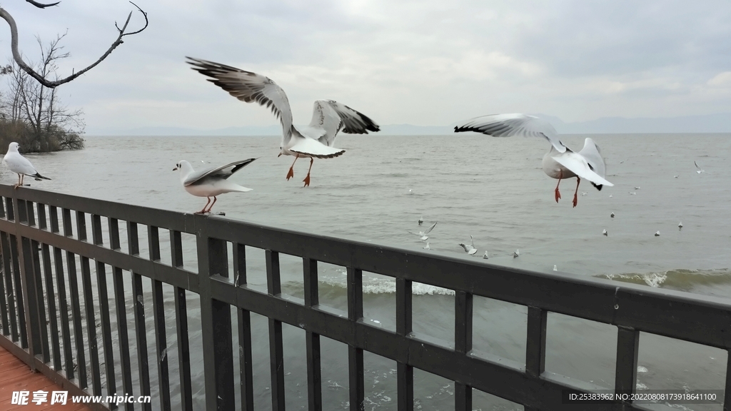 红嘴鸥 海鸥