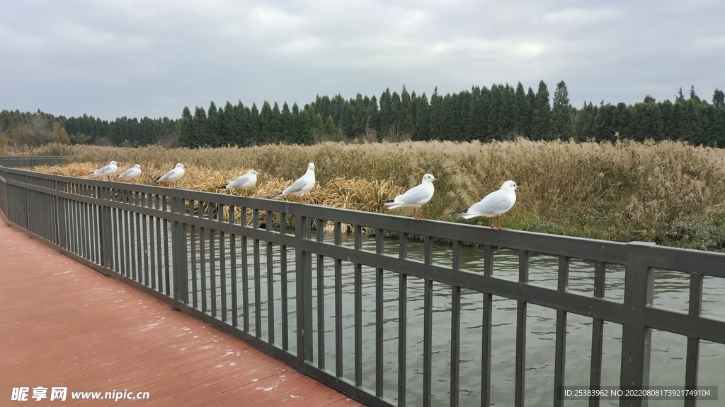 红嘴鸥 海鸥