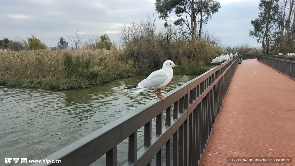 红嘴鸥 海鸥