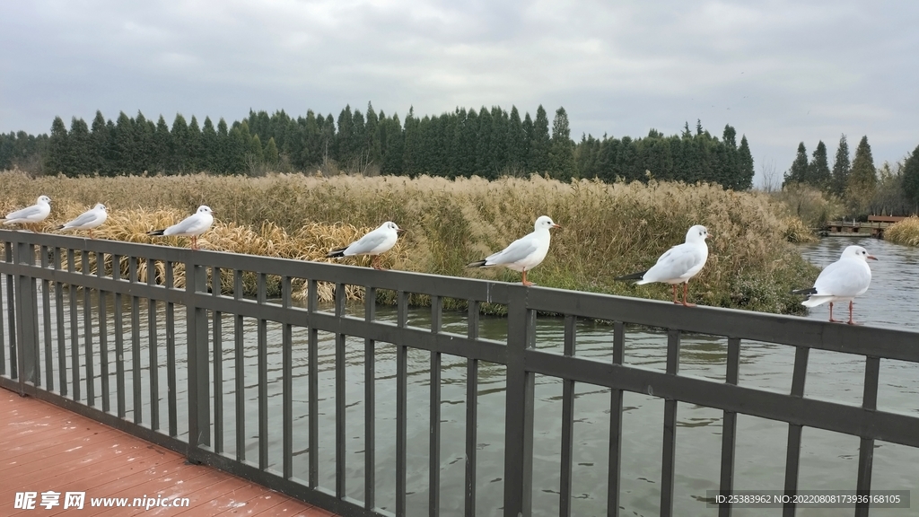 红嘴鸥 海鸥