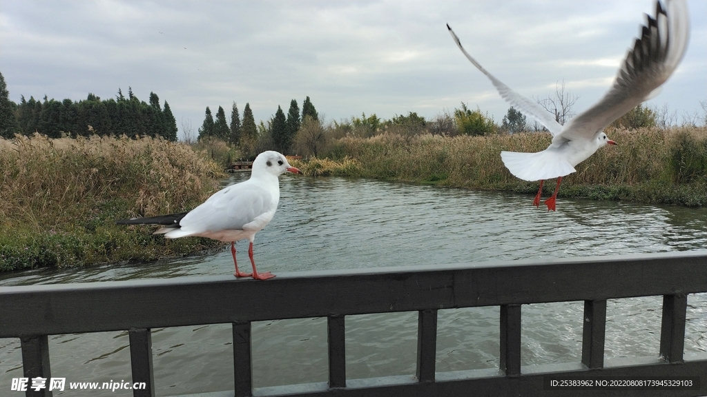 红嘴鸥、海鸥