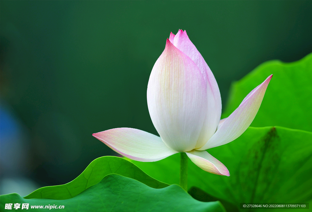 荷花高清壁纸 电脑桌面 莲花摄影图