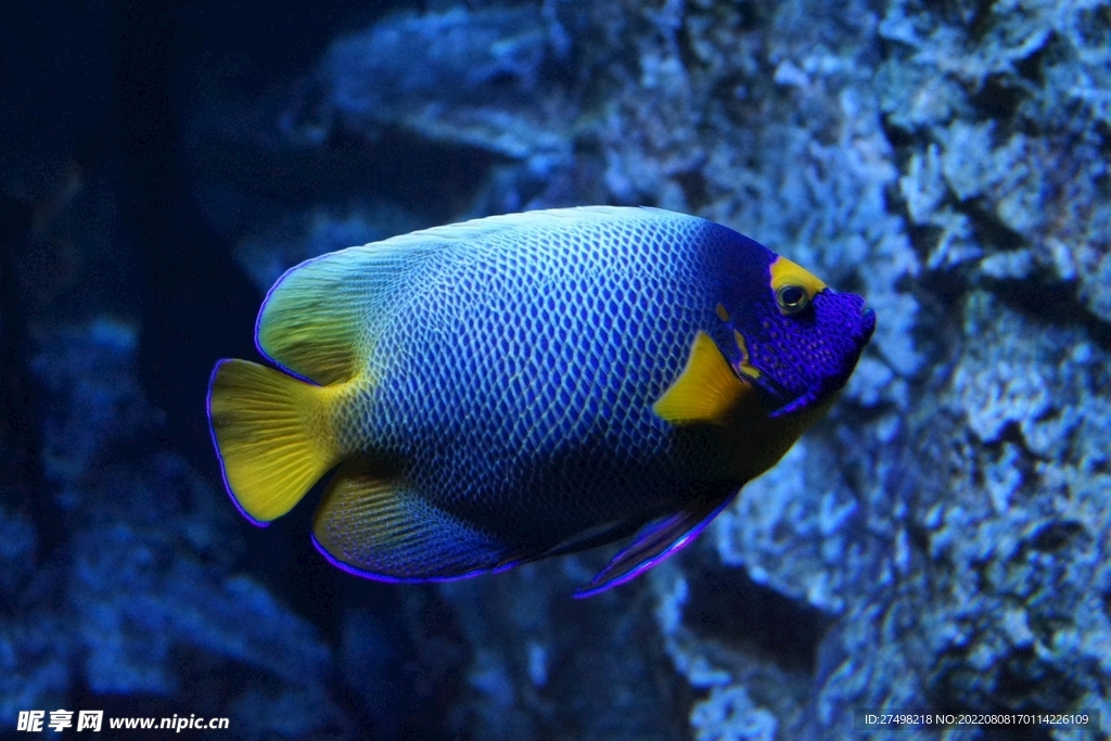 蓝藻鱼海鱼水族馆海洋生物科普