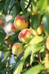 桃子水果植物食物维生素新鲜桃子
