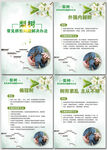 梨树常见修剪问题解决办法海报