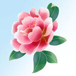  山茶花