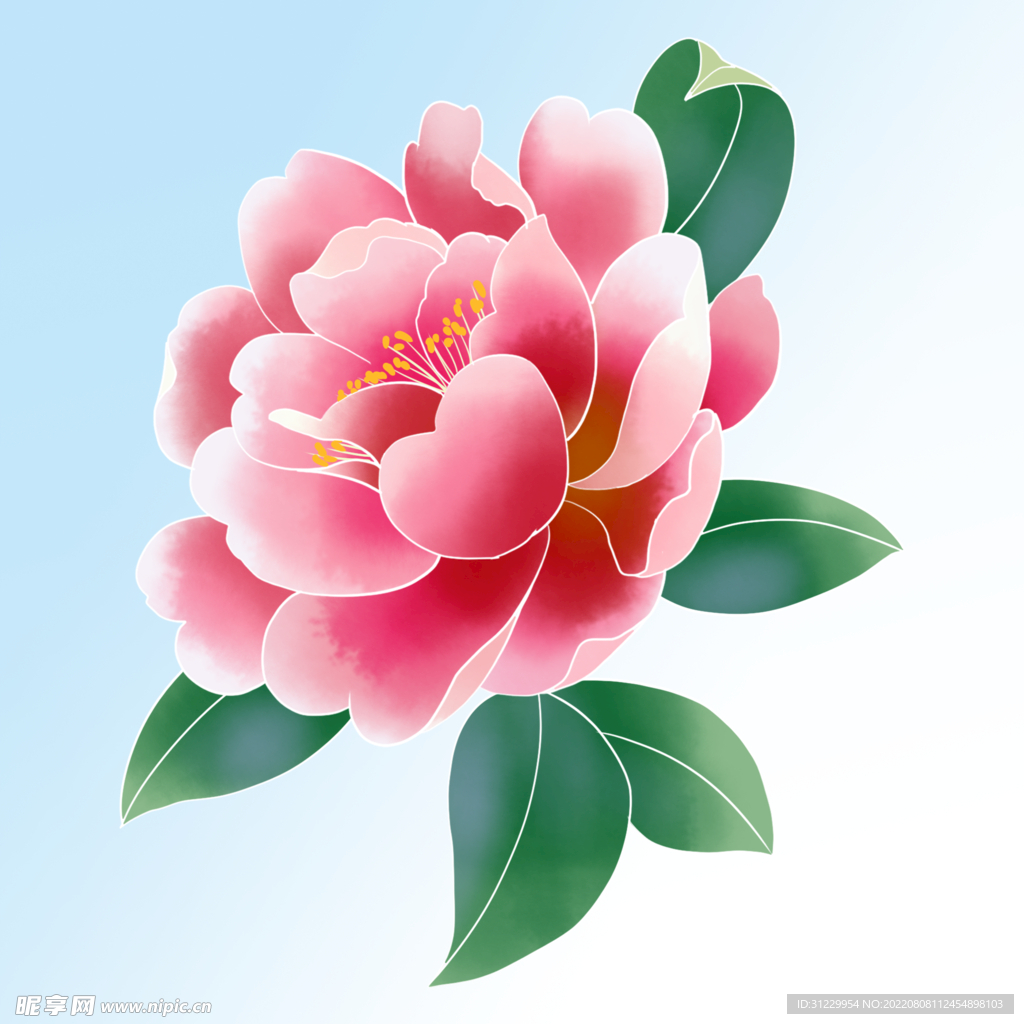  山茶花