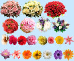 鲜花 
