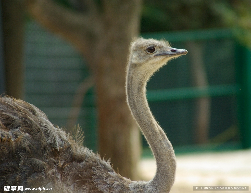 Free Images : nature, wildlife, beak, ostrich, fauna, vertebrate, ratite, flightless bird ...
