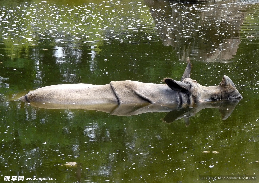 犀牛