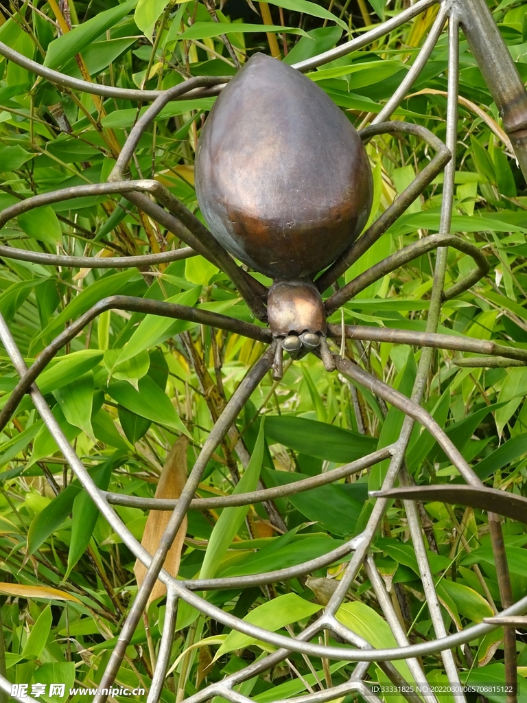 蜘蛛