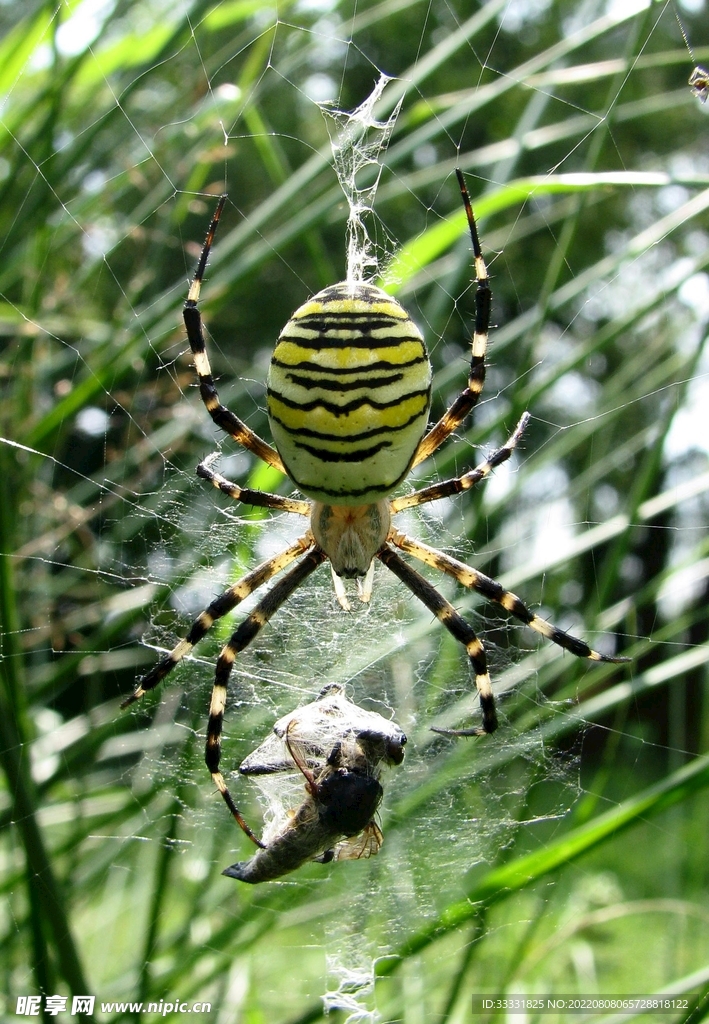 蜘蛛