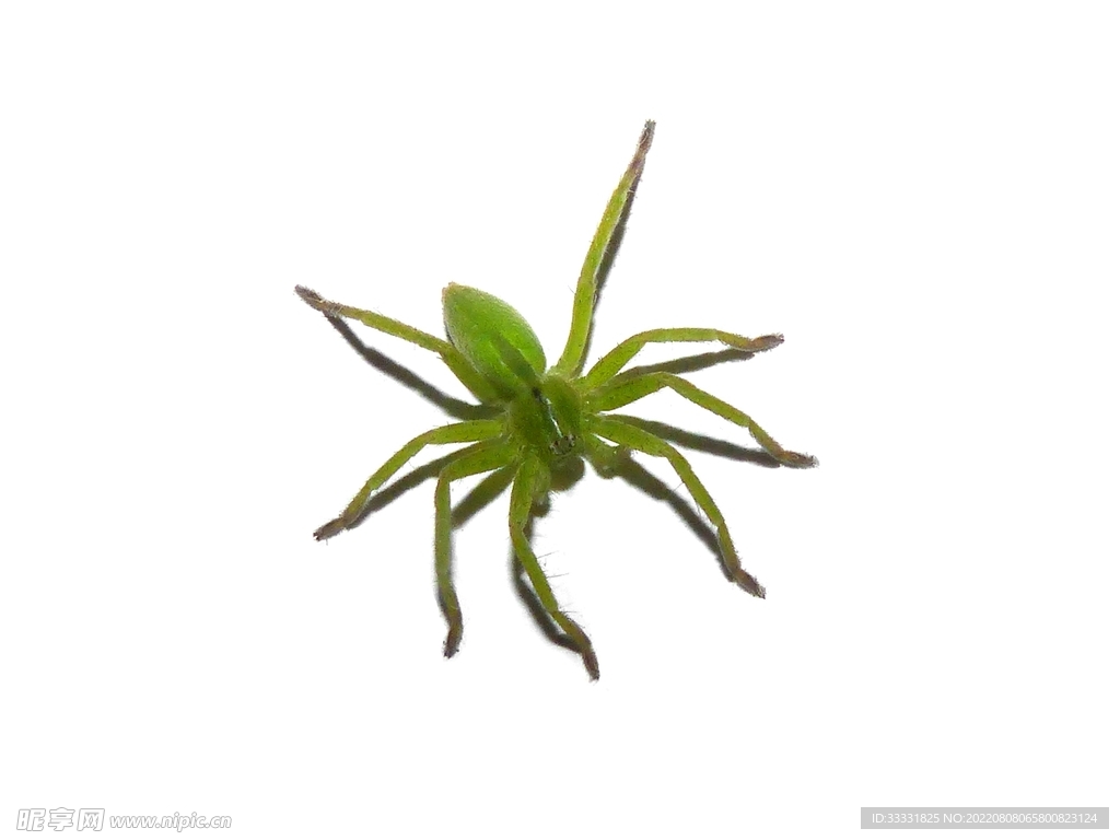 蜘蛛