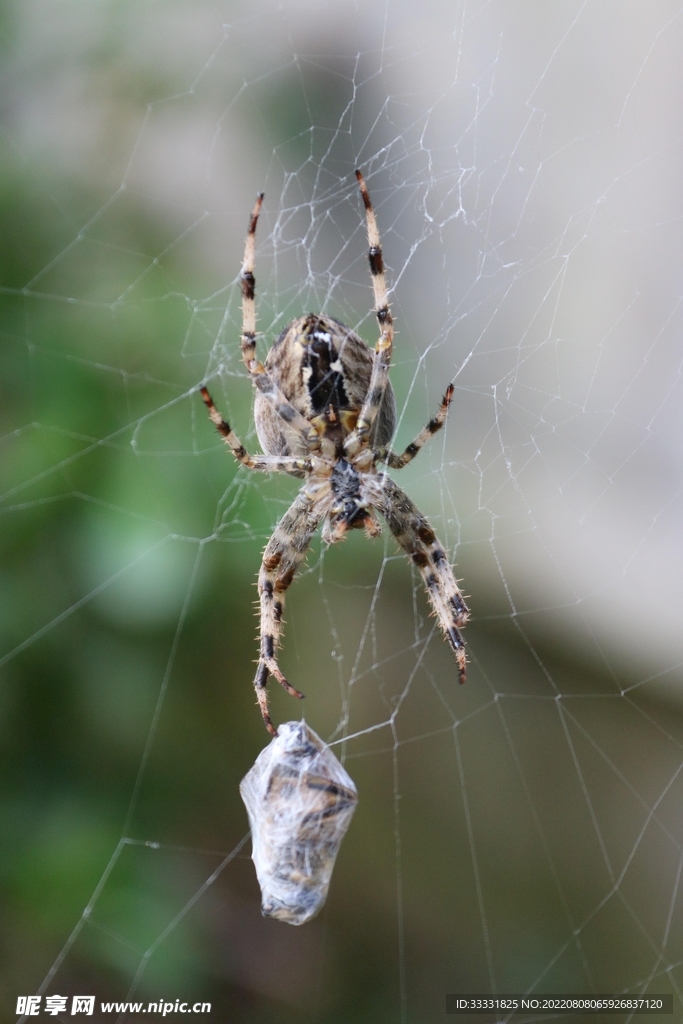 蜘蛛