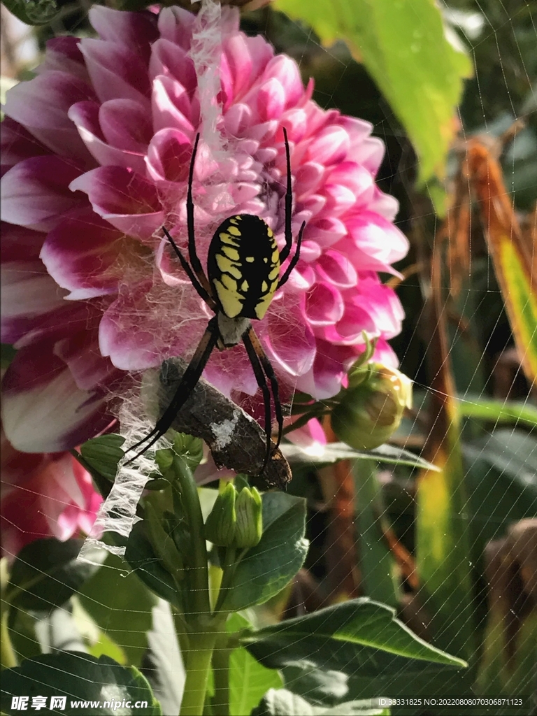 蜘蛛