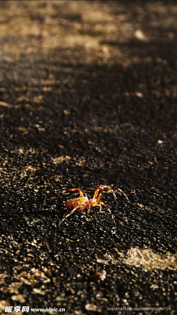 蜘蛛