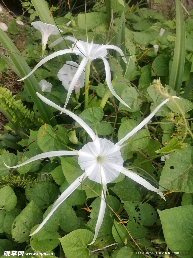 蜘蛛