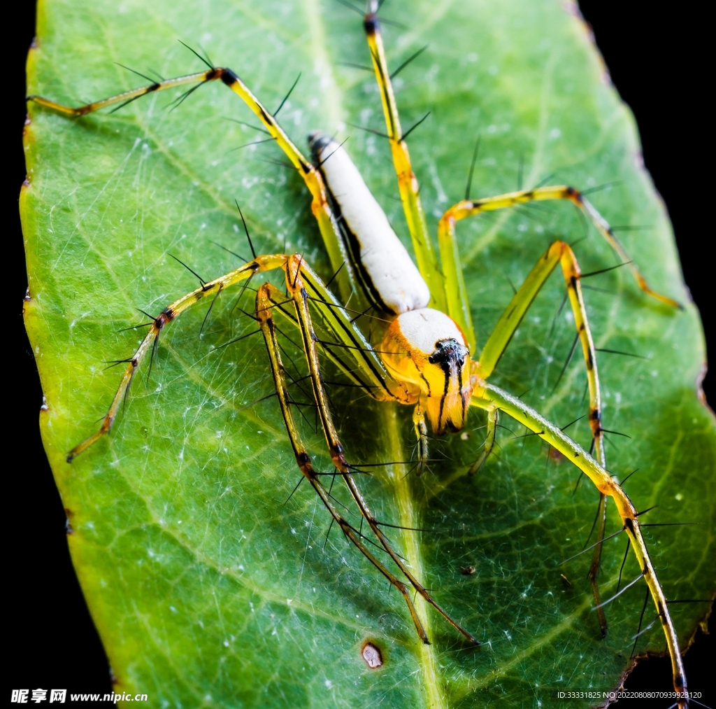 蜘蛛