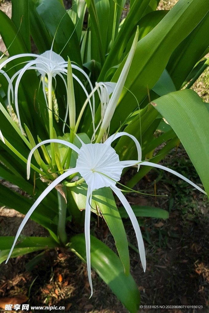 蜘蛛