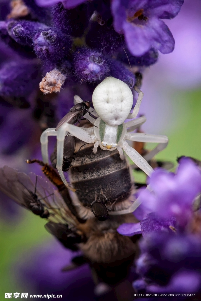 蜘蛛